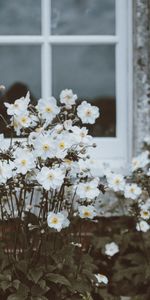 Flowers,Flower Bed,Flowerbed,Window