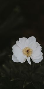 Flowers,Flower,Blur,Smooth,Close Up,Peony,Pion