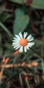 Flores,Flor,Borrosidad,Suave,Campo,Manzanilla