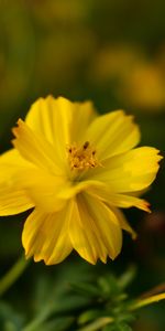 Flor,Suave,Kosmeya,Flores,Cosmos,Borrosidad