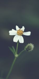 Flowers,Flower,Blur,Smooth,Petals