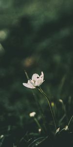 Flowers,Flower,Blur,Smooth,Stem,Stalk