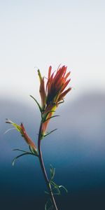 Flowers,Flower,Blur,Smooth,Stem,Stalk