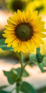 Flowers,Flower,Blur,Smooth,Sunflower