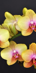 Flowers,Flower,Branch,Orchid,Black Background