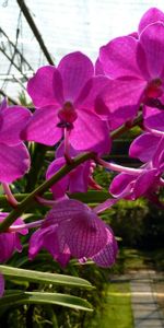 Flor,Rama,Invernadero,Flores,Orquídea