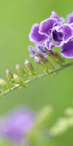 Flowers,Flower,Branch,Striped,Shaggy