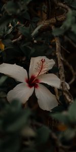 Feuilles,Fleur,Branches,Fleurs,Hibiscus