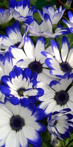 Flowers,Flower,Bright,Beauty,Colorful,Cineraria