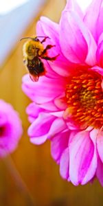 Flowers,Flower,Bright,Bee,Pollination