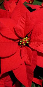 Gros Plan,Poinsettias,Poinsettia,Brillant,Fermer,Fleurs,Fleur