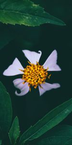 Flowers,Flower,Bud,Close Up,Petals