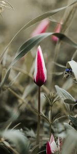 Flowers,Flower,Bud,Tulip