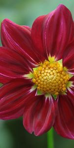 Flowers,Flower,Buds,Dahlia,Petals