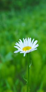 Flowers,Flower,Chamomile,Summer,Camomile,Greens