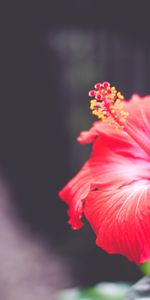 Flowers,Flower,Close Up,Hibiscus