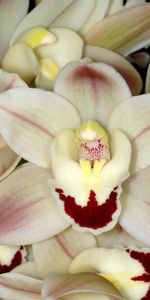 Flowers,Flower,Close Up,Orchid