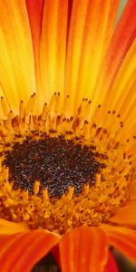 Flowers,Flower,Close Up,Petals