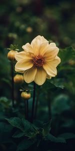 Flowers,Flower,Dahlia,Plant