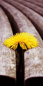 En Bois,Banc,Proros,Fleur,Fleurs,Pissenlit