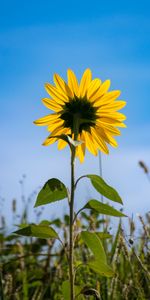 Flowers,Flower,Field,Sunflower,Petals