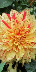 Flowers,Flower,Flower Bed,Flowerbed,Dahlia,Drops,Wet