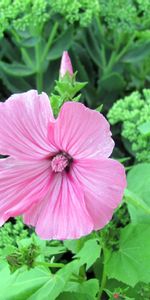 Flowers,Flower,Flowering,Greens,Flower Bed,Flowerbed,Lavatera,Bloom