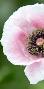 Flowers,Flower,Flowering,Poppy,Petals,Bloom