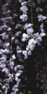 Flowers,Flower,Flowering,Wisteria,Plant,Bloom