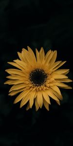 Flor,Flores,Gerbera