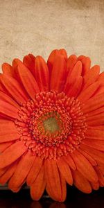 Gerbera,Fleur,Fleurs,Livre