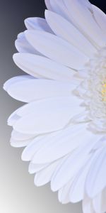 Flowers,Flower,Gerbera,Petals