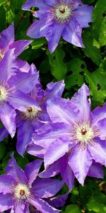 Flowers,Flower,Greens,Clematis,Sunny