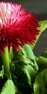 Flowers,Flower,Greens,Daisy,Close Up