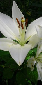 Flores,Verduras,Flor,Cama De Flores,Parterre,Azucena,Lirio,Blanco Como La Nieve,Blancanieves