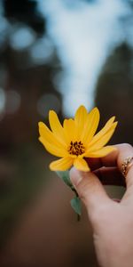 Flores,Flor,Mano,De Cerca,Dedos,Primer Plano