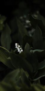 Flowers,Flower,Leaves,Plant,Lily Of The Valley