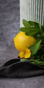 Flowers,Flower,Lemon,Fruit,Citrus