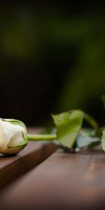 Mensonges,Flou,Lisse,Fleur,Blanc Comme Neige,Fleurs,Une Rose,Blanche Neige,Rose