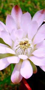 Flowers,Flower,Light,Petals,Buds,Stem,Stalk,Light Coloured