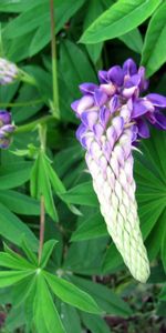 Flowers,Flower,Lupine,Close Up,Greens