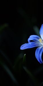 Macro,Fleurs,Fleur,Floraison