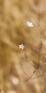 Flowers,Flower,Macro,Branches,Flowering,Bloom