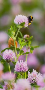 Flowers,Flower,Macro,Clover,Bumblebee