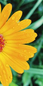 Flowers,Flower,Macro,Drops,Petals