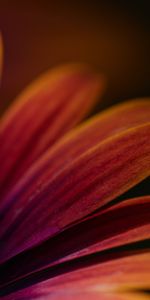 Flowers,Flower,Macro,Focus,Petals