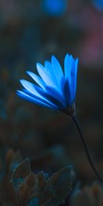 Flowers,Flower,Macro,Petals