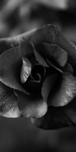 Flowers,Flower,Macro,Rose,Close Up,Bw,Rose Flower,Chb