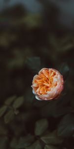 Flowers,Flower,Macro,Rose,Flowering,Plant,Rose Flower,Bloom