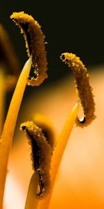 Flowers,Flower,Macro,Stamens